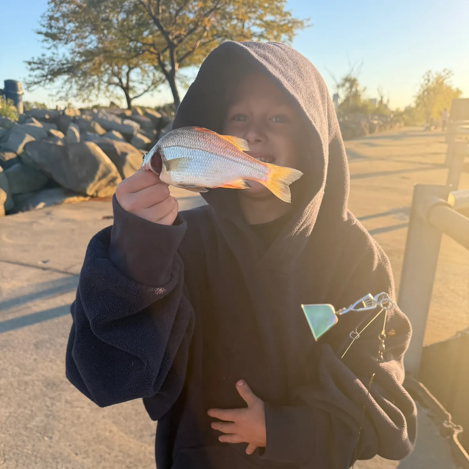White perch caught on Fishbrain