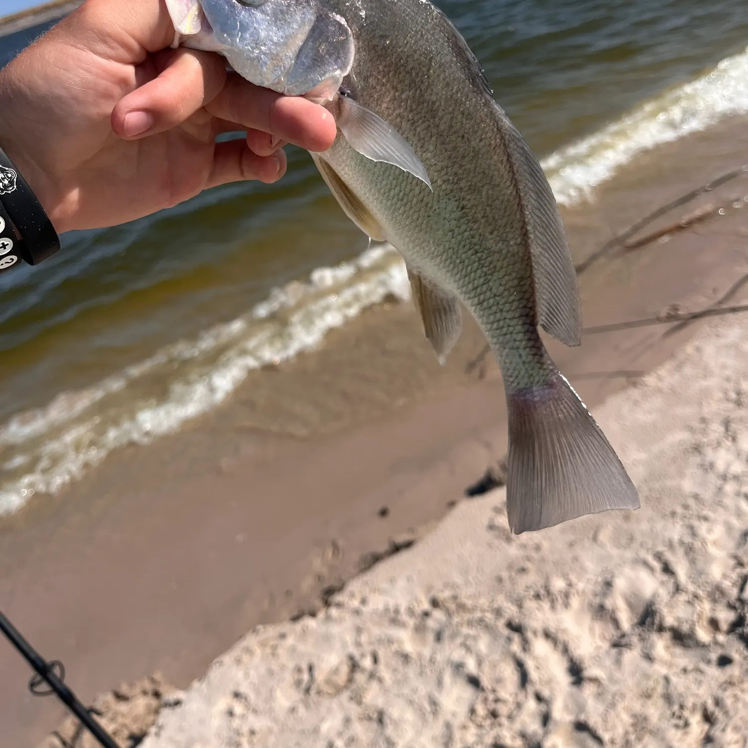 Freshwater drum caught on Fishbrain