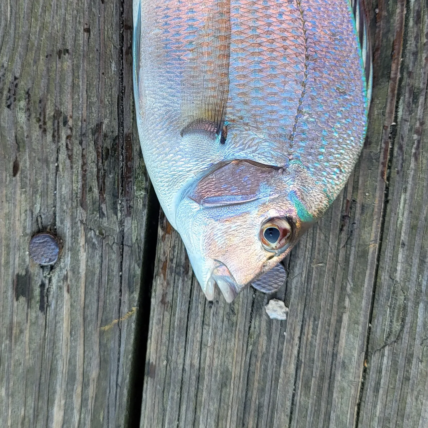 Scup caught on Fishbrain