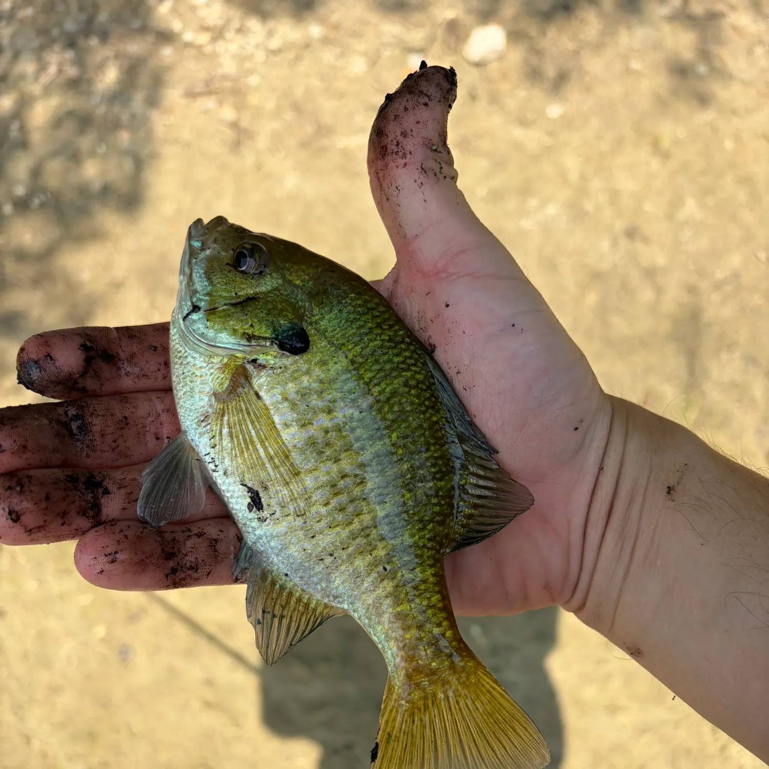 Green sunfish caught on Fishbrain