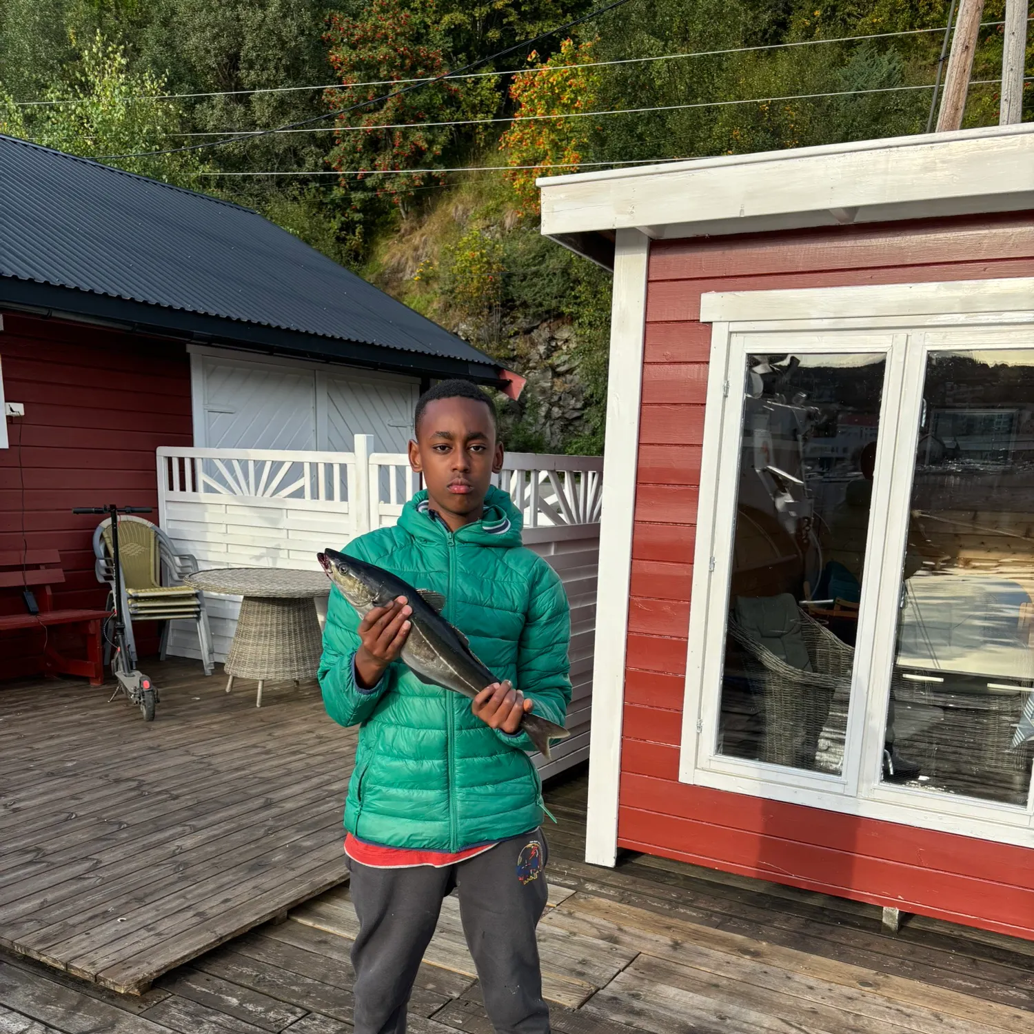 Atlantic pollock caught on Fishbrain