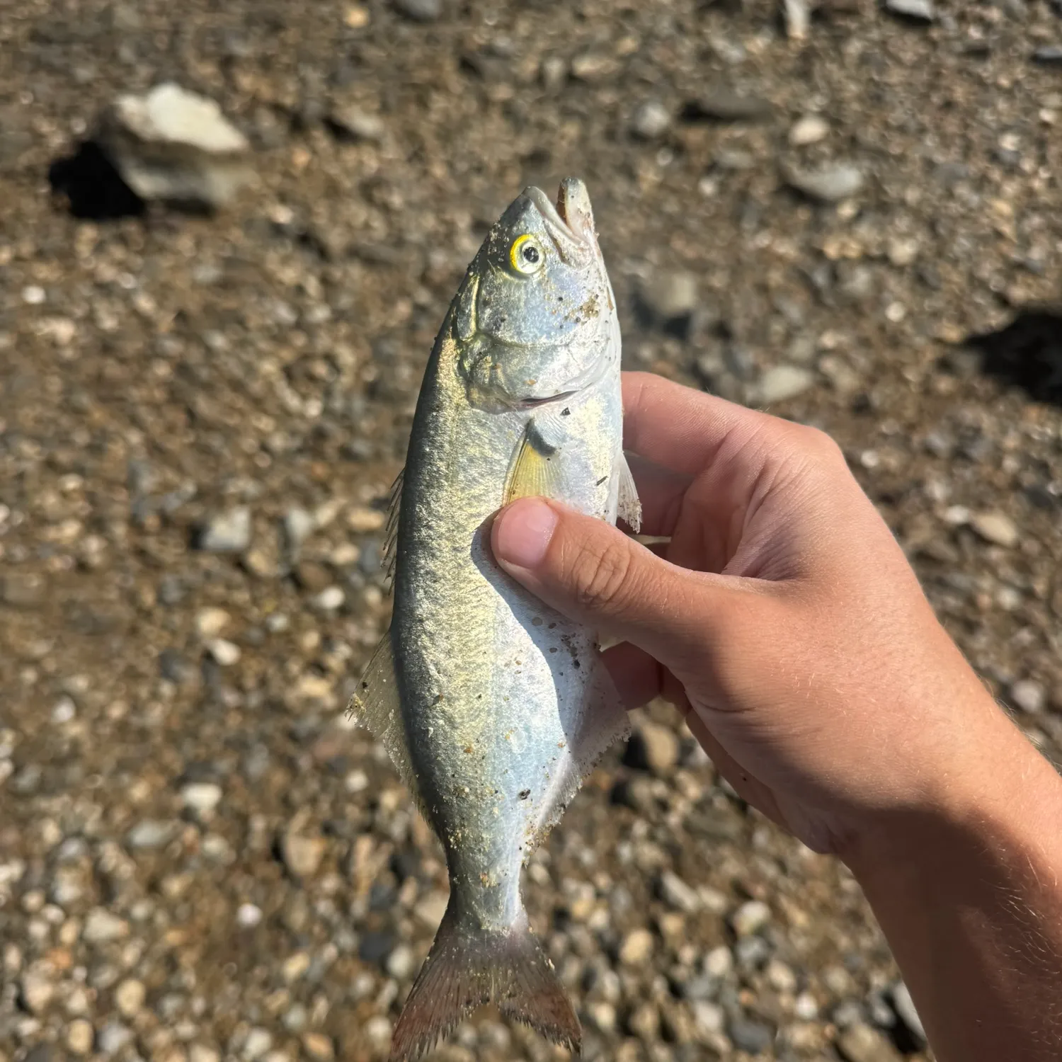 Bluefish caught on Fishbrain