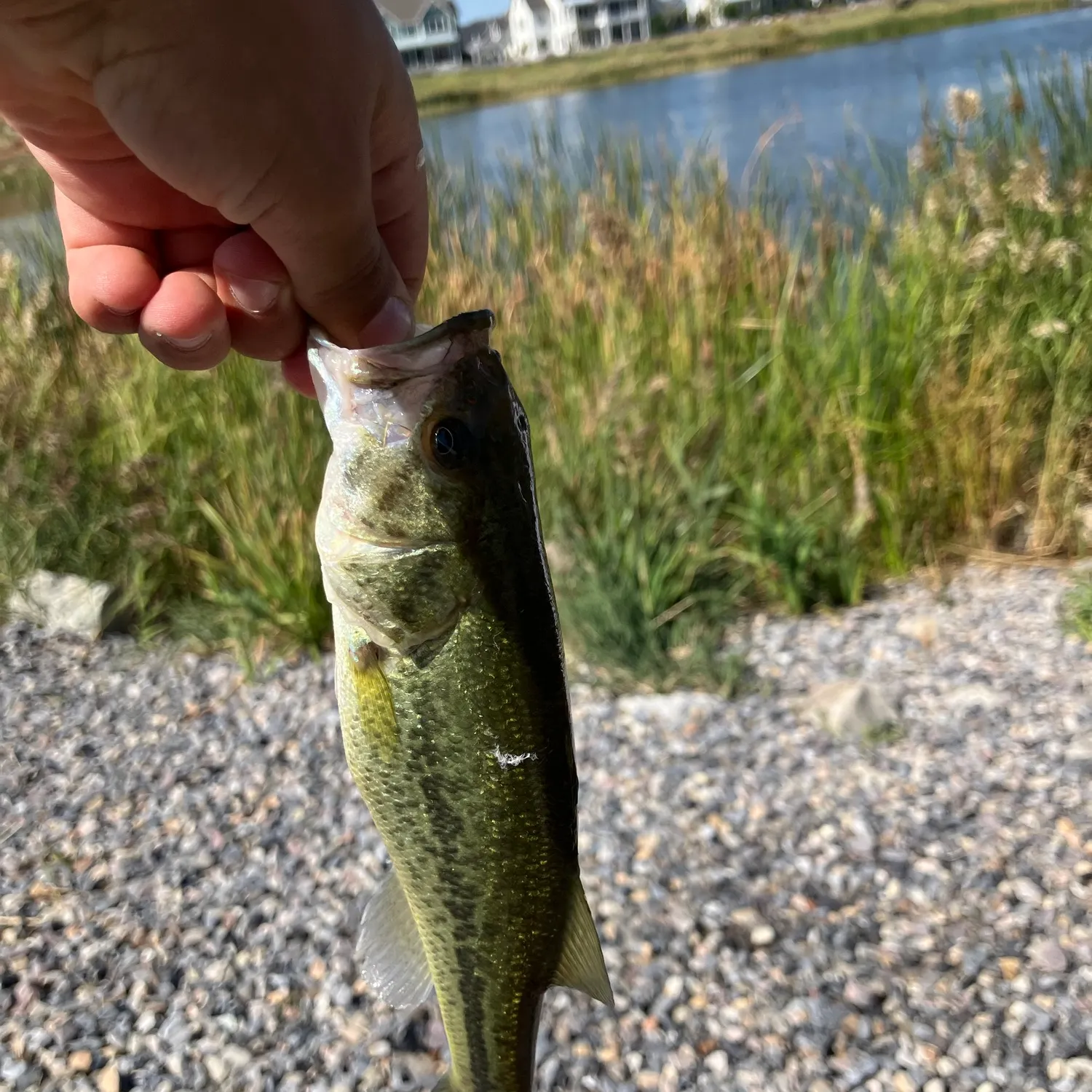 The most recent American lobster catches on Fishbrain