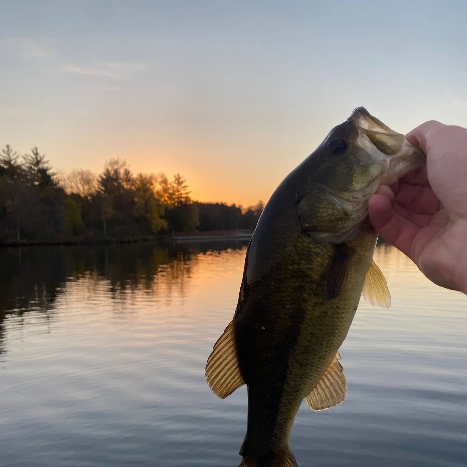 Largemouth bass caught on Fishbrain