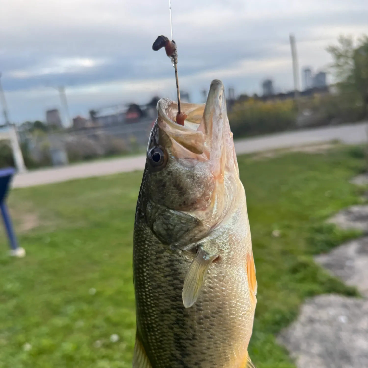 catch