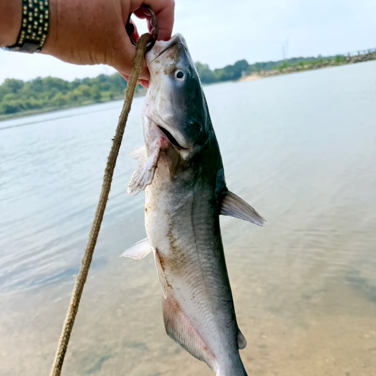 Blue catfish caught on Fishbrain
