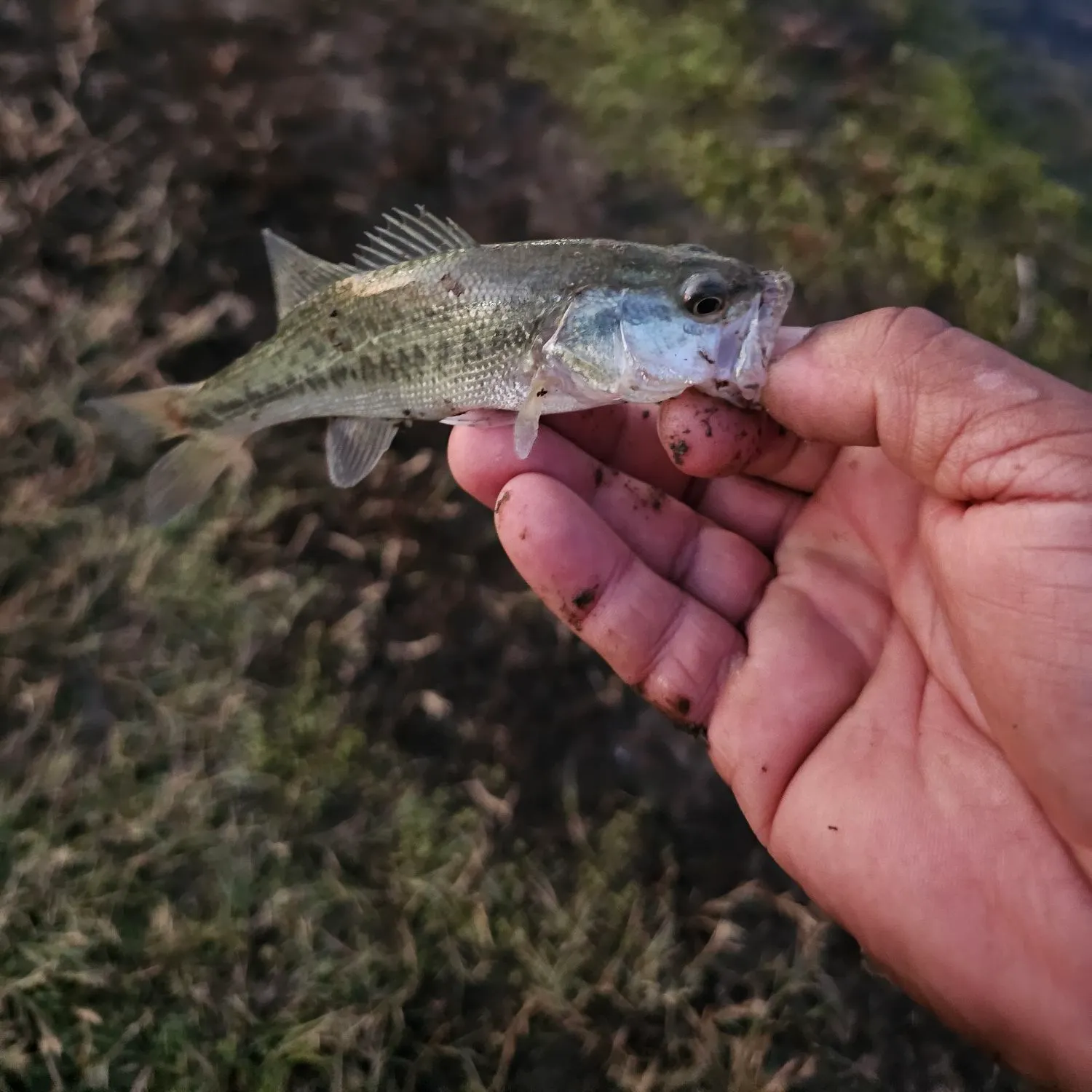 Spotted bass caught on Fishbrain