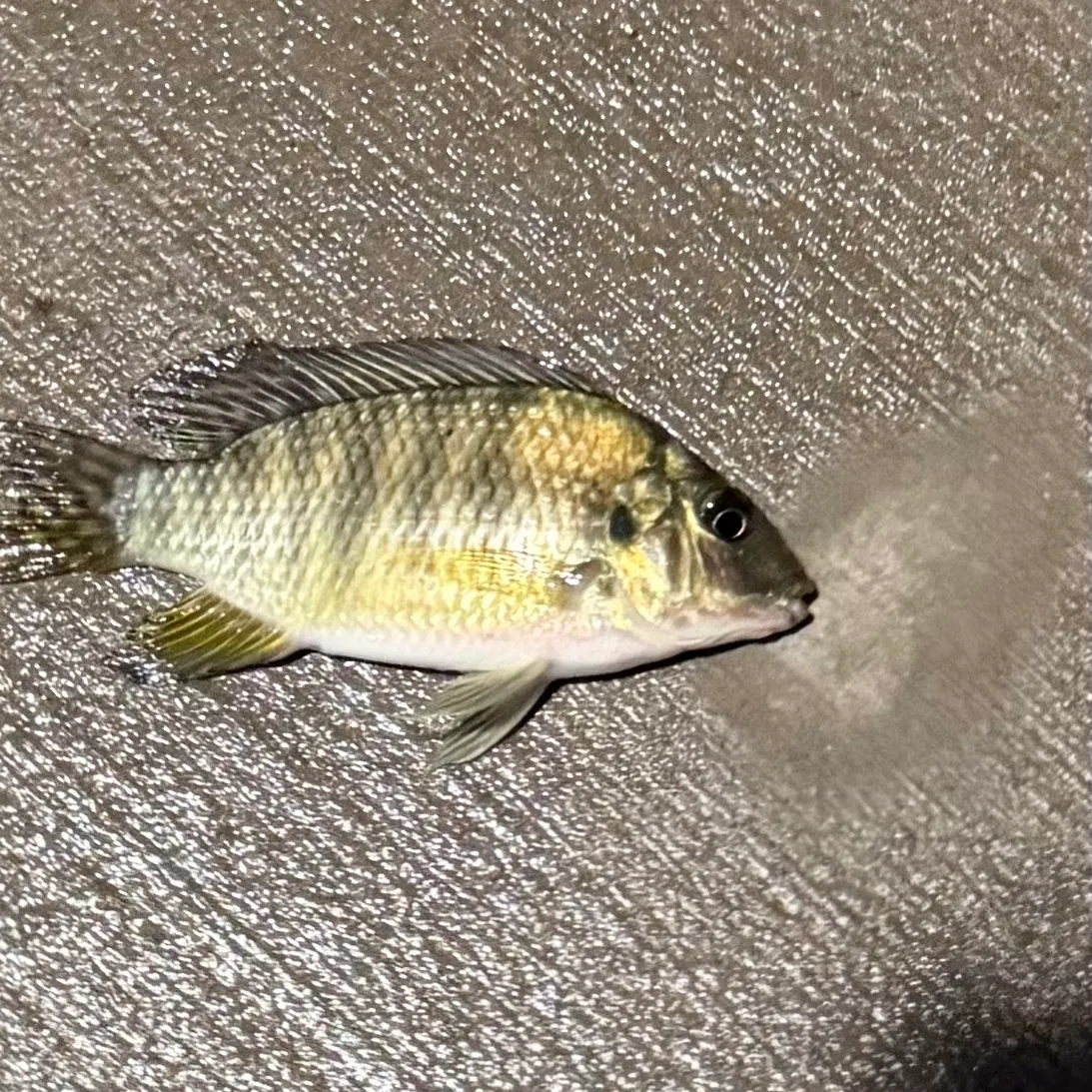 The most recent Redbelly tilapia catches on Fishbrain