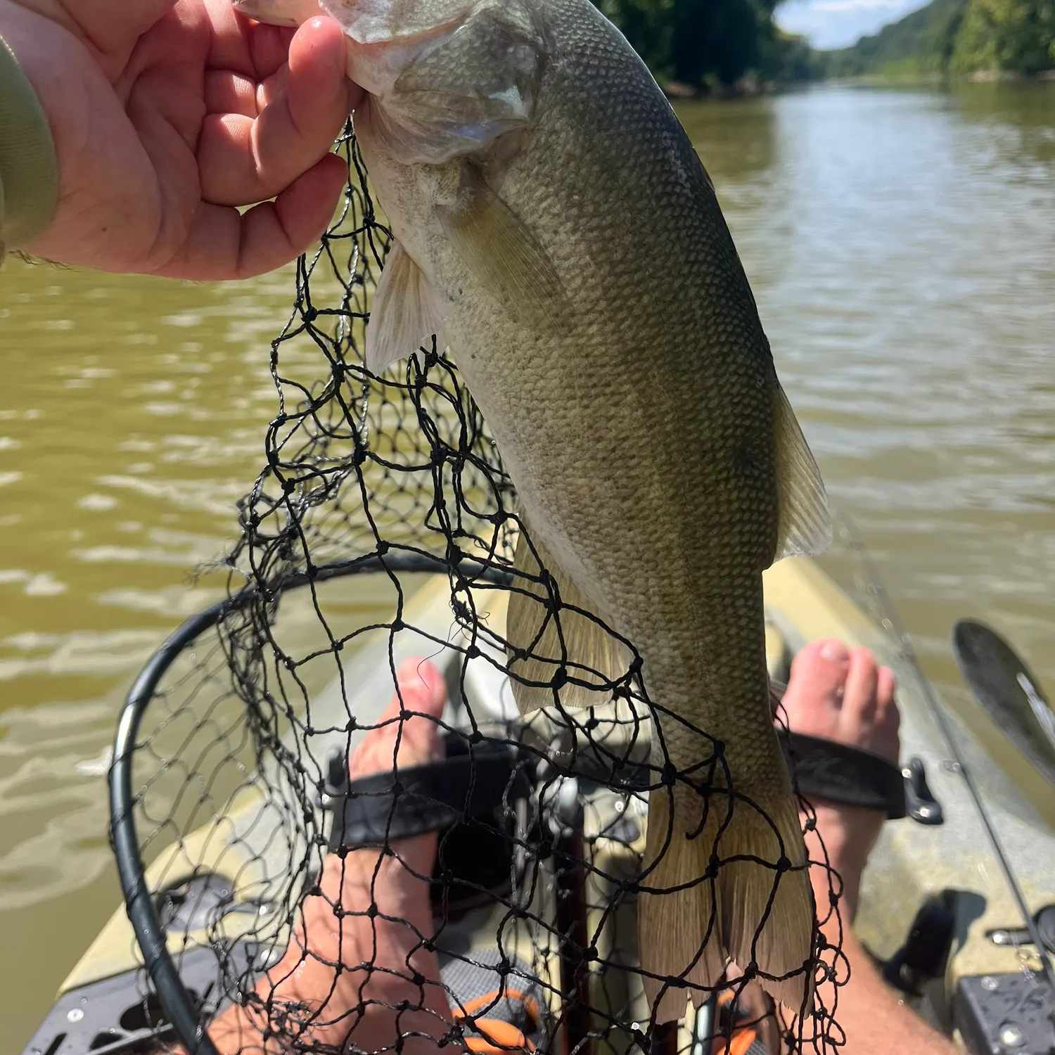Smallmouth bass caught on Fishbrain
