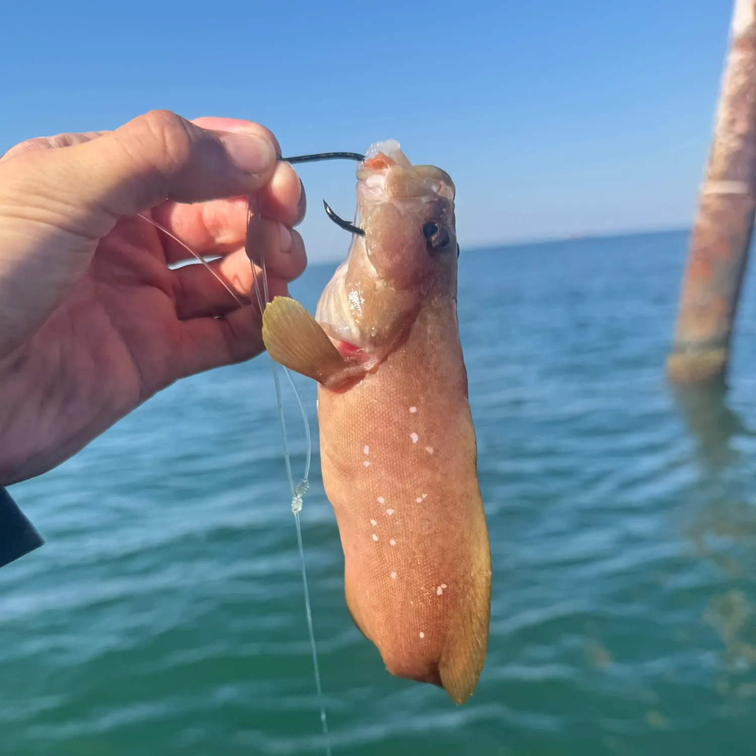 The most recent Whitespotted soapfish catches on Fishbrain