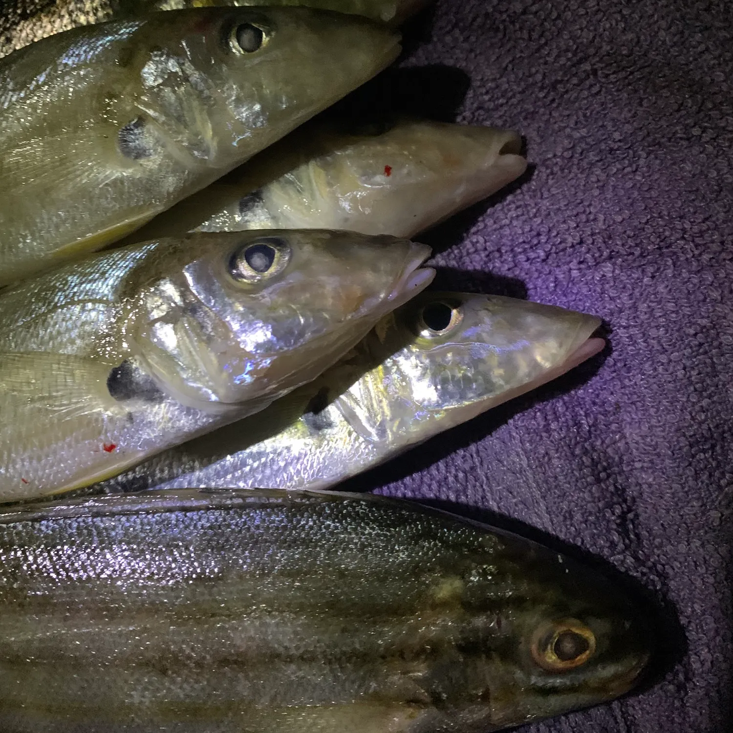 The most recent King George whiting catches on Fishbrain