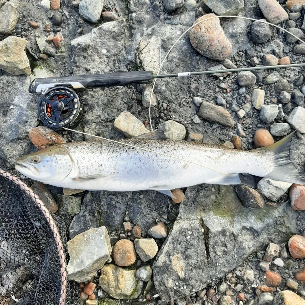 Sea trout caught on Fishbrain