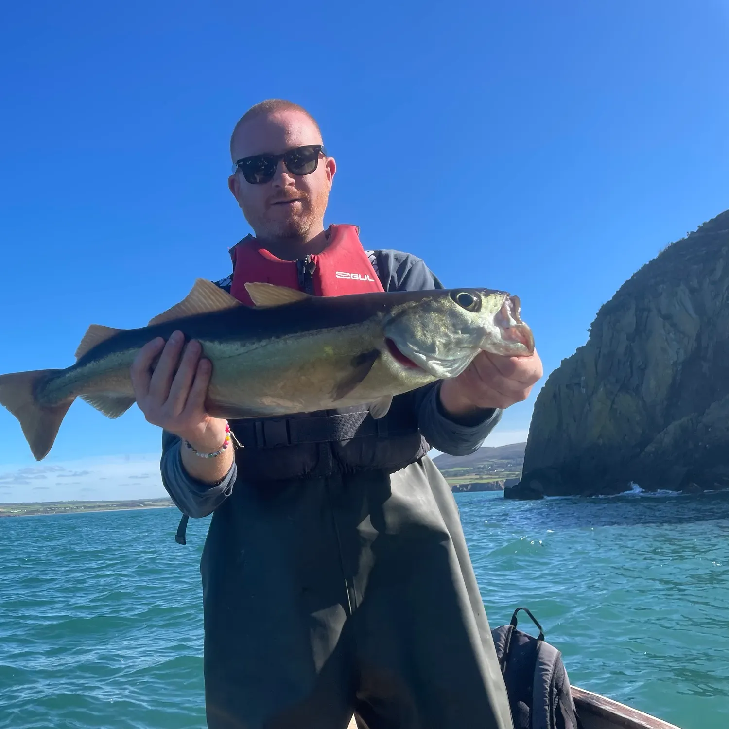 Pollack caught on Fishbrain
