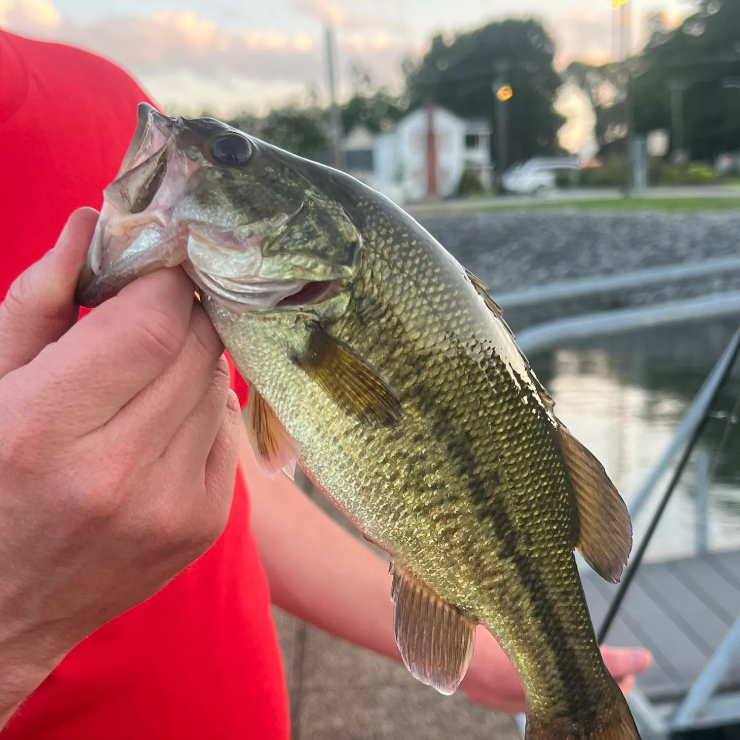 angler catch