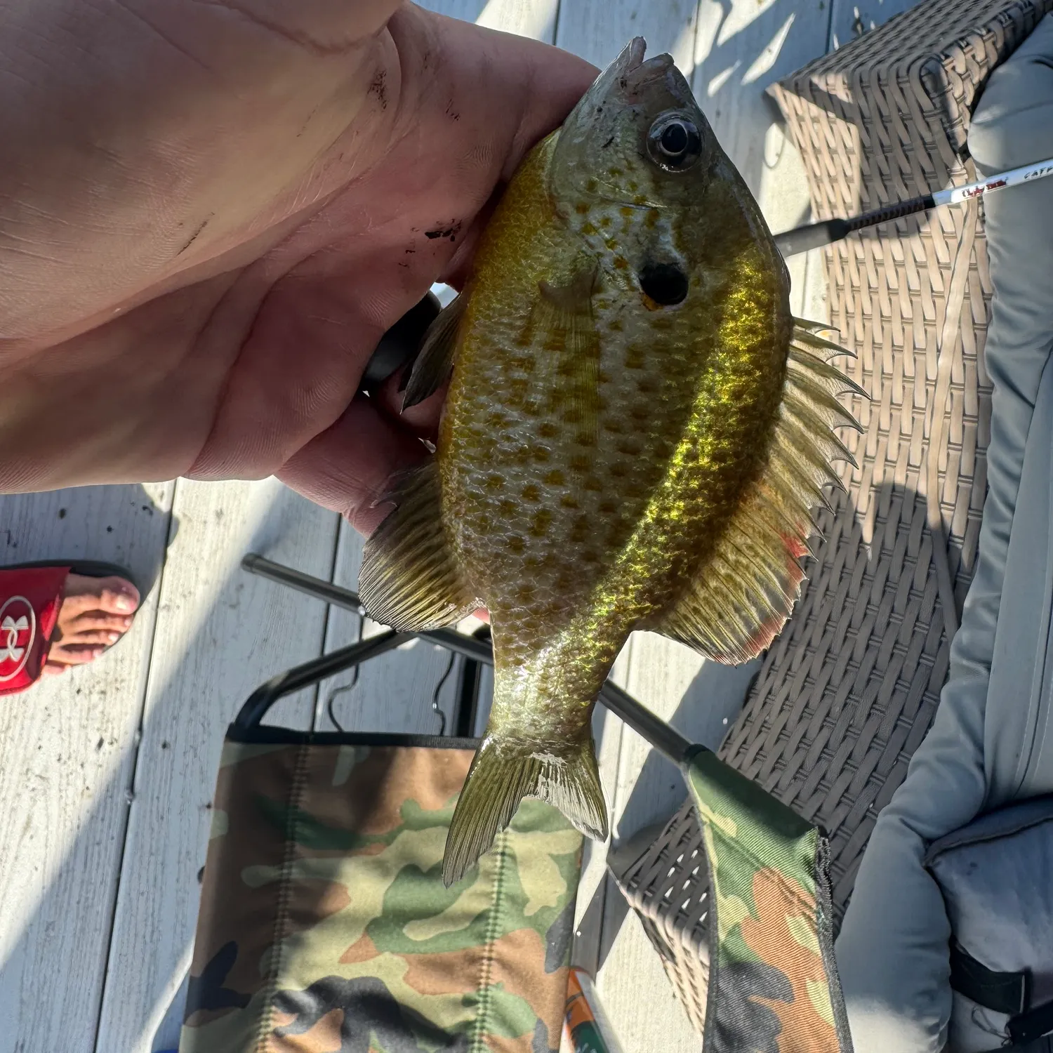recently logged catches