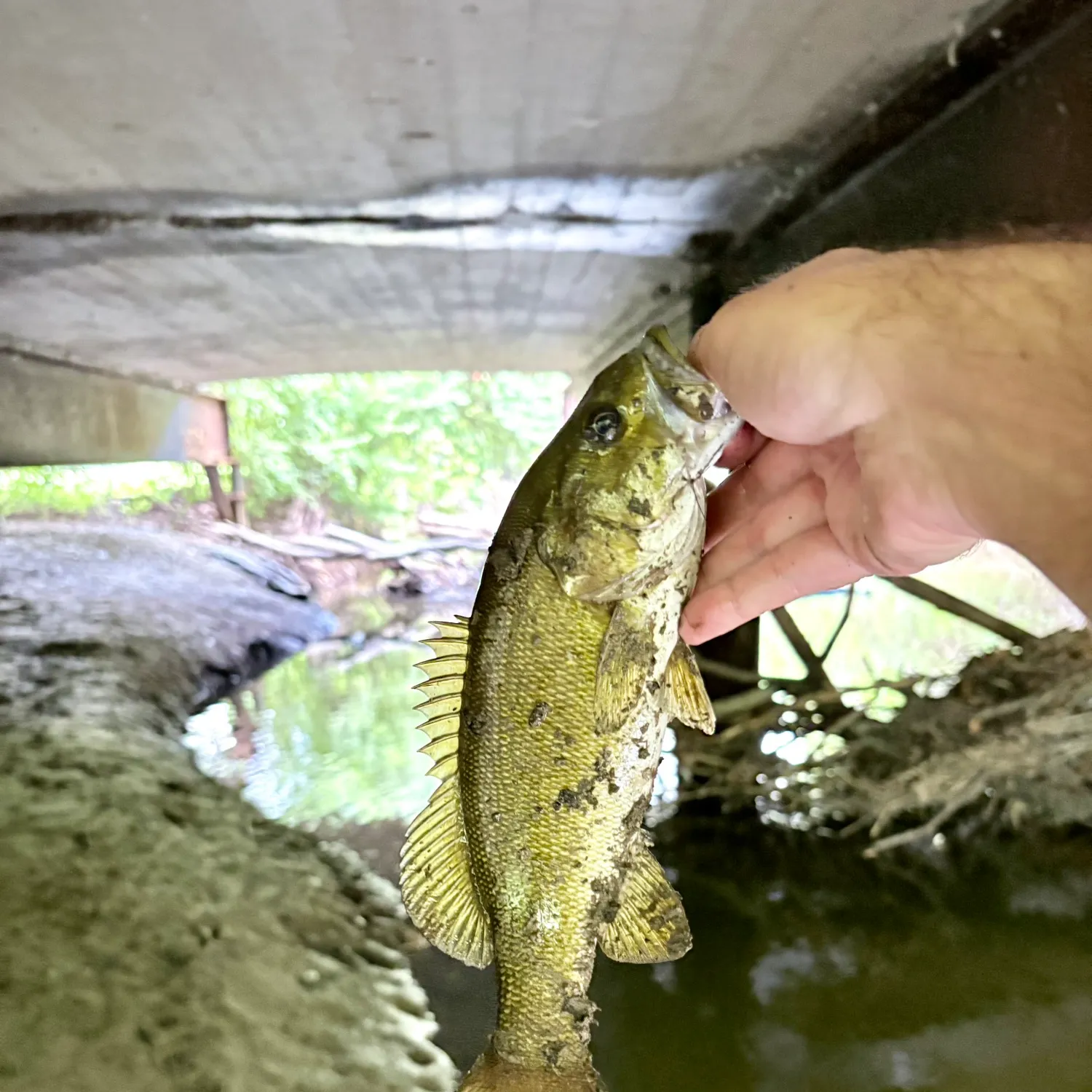 Smallmouth bass caught on Fishbrain