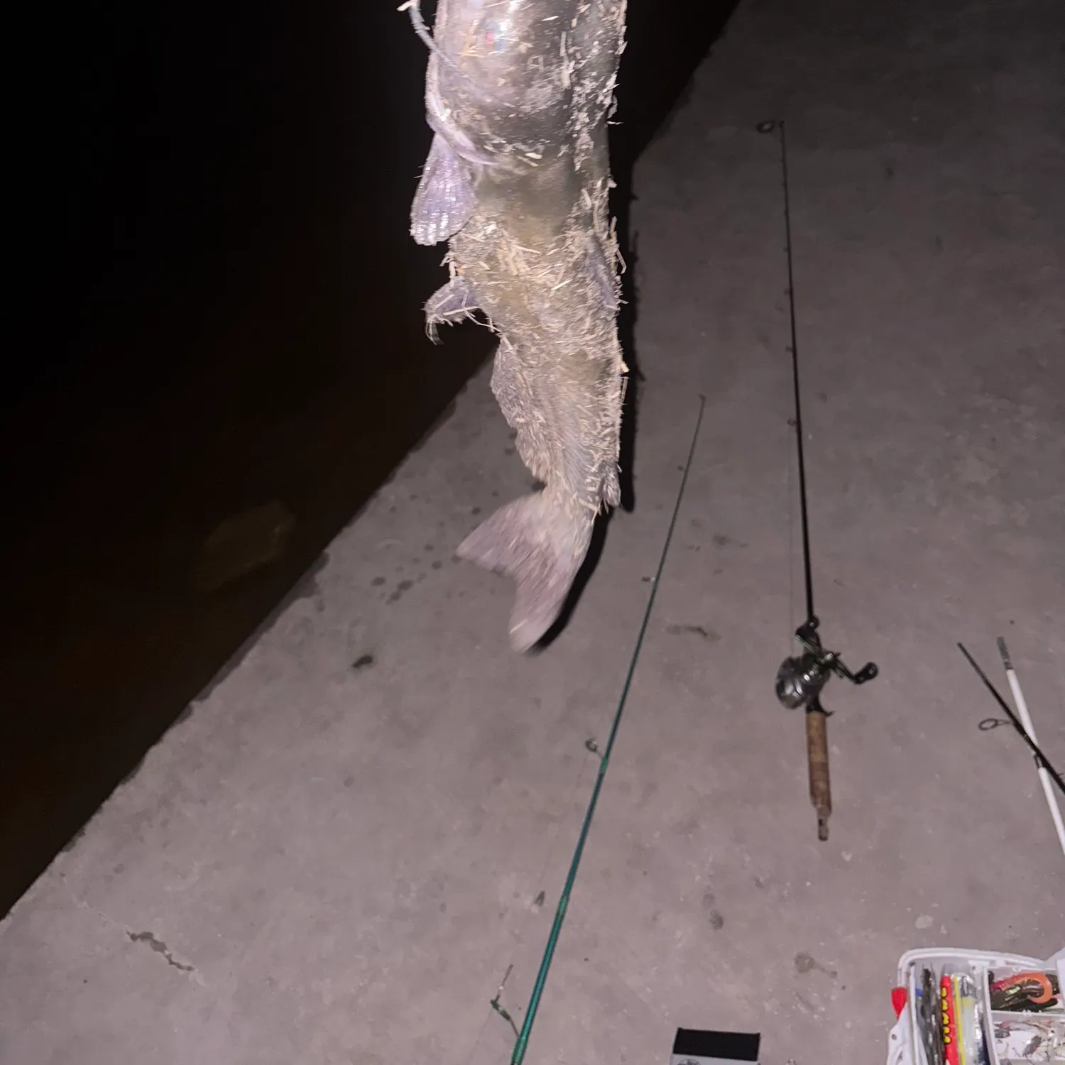 The most recent Flathead catfish catches on Fishbrain