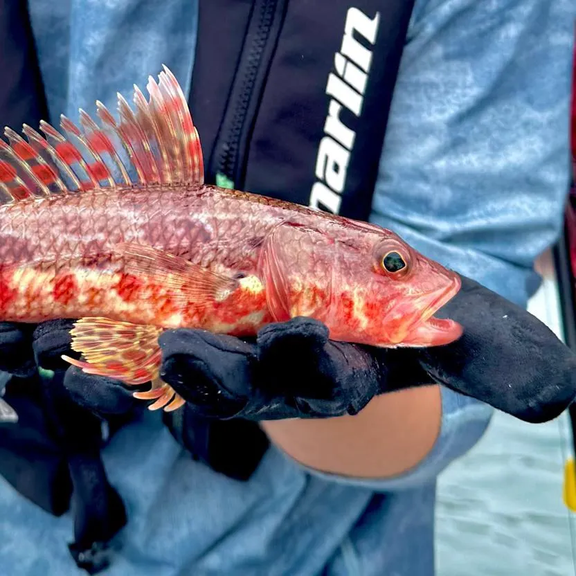 The most recent Sergeant Baker catches on Fishbrain