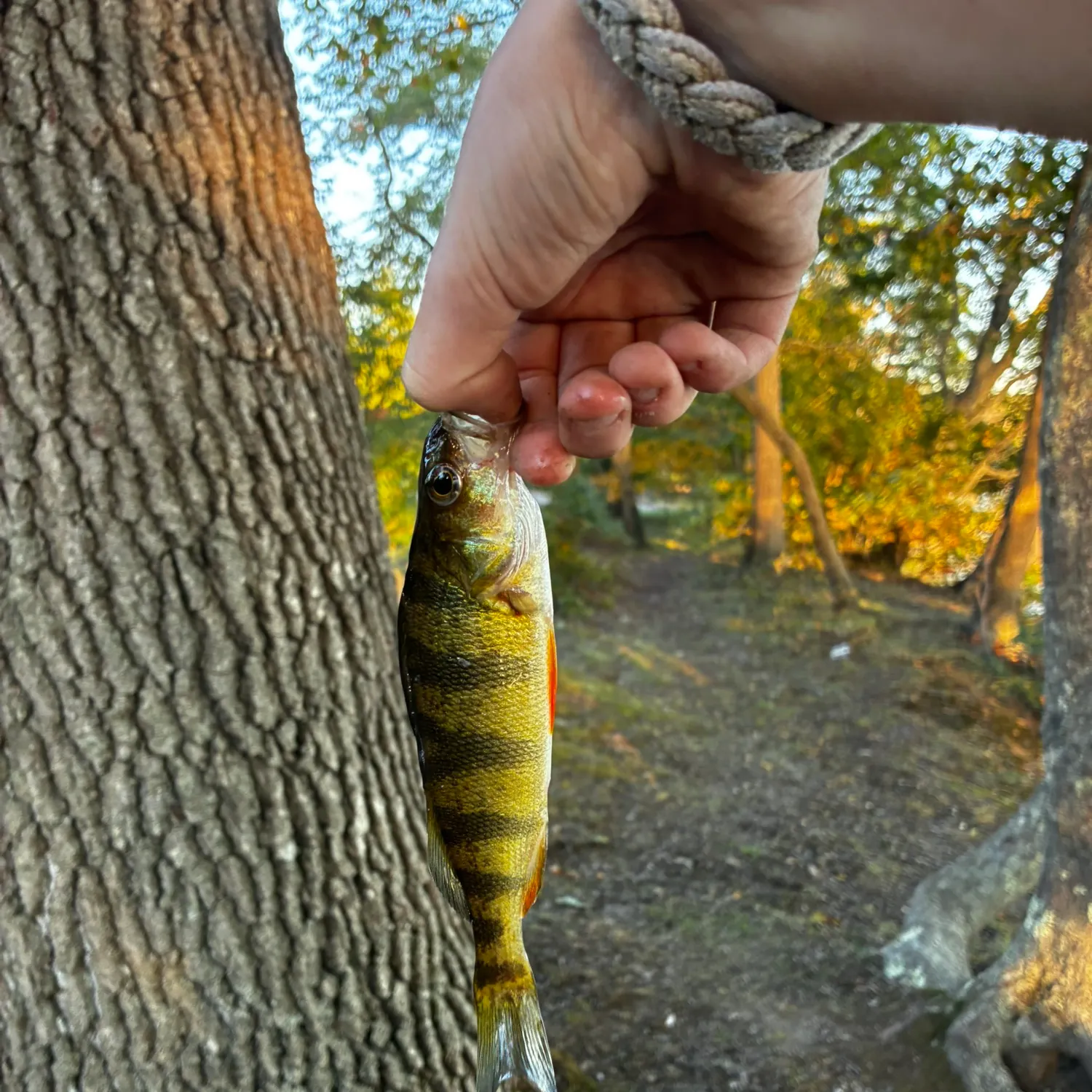 Yellow perch caught on Fishbrain