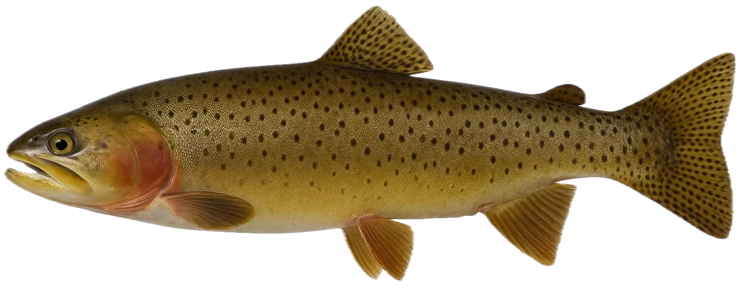 Bear River cutthroat trout