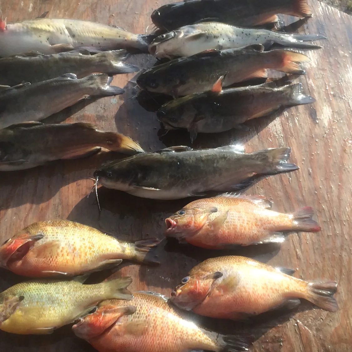 recently logged catches