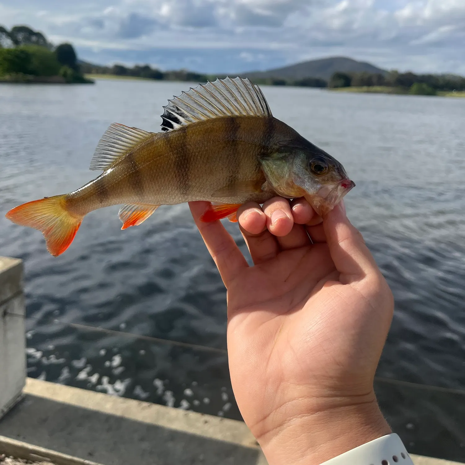 catch