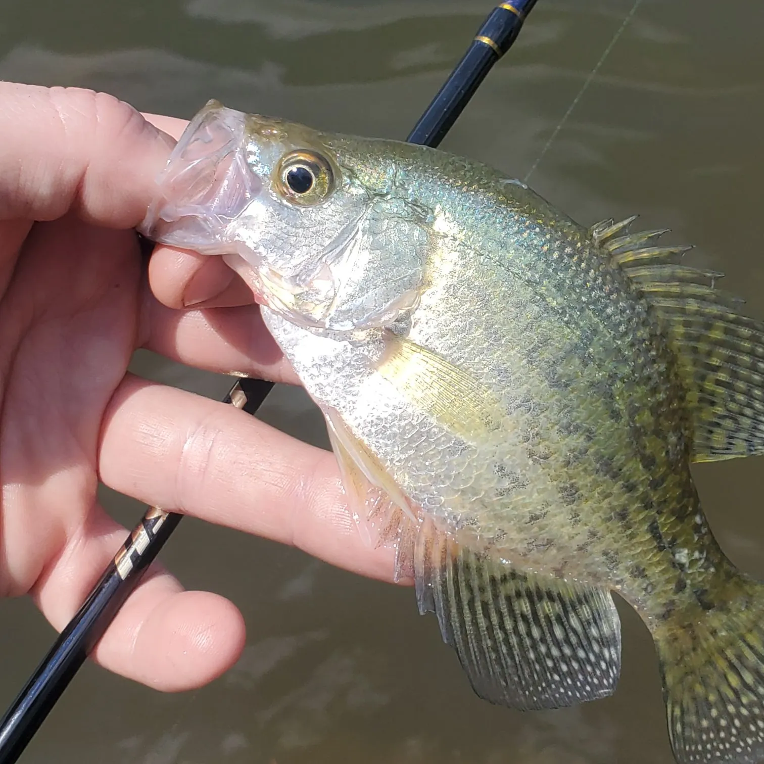 Black crappie caught on Fishbrain