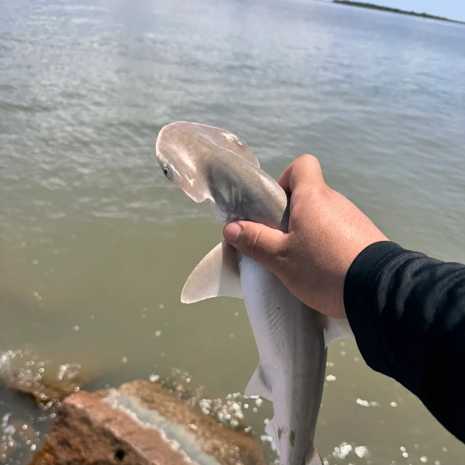 The most recent Bonnethead shark catches on Fishbrain