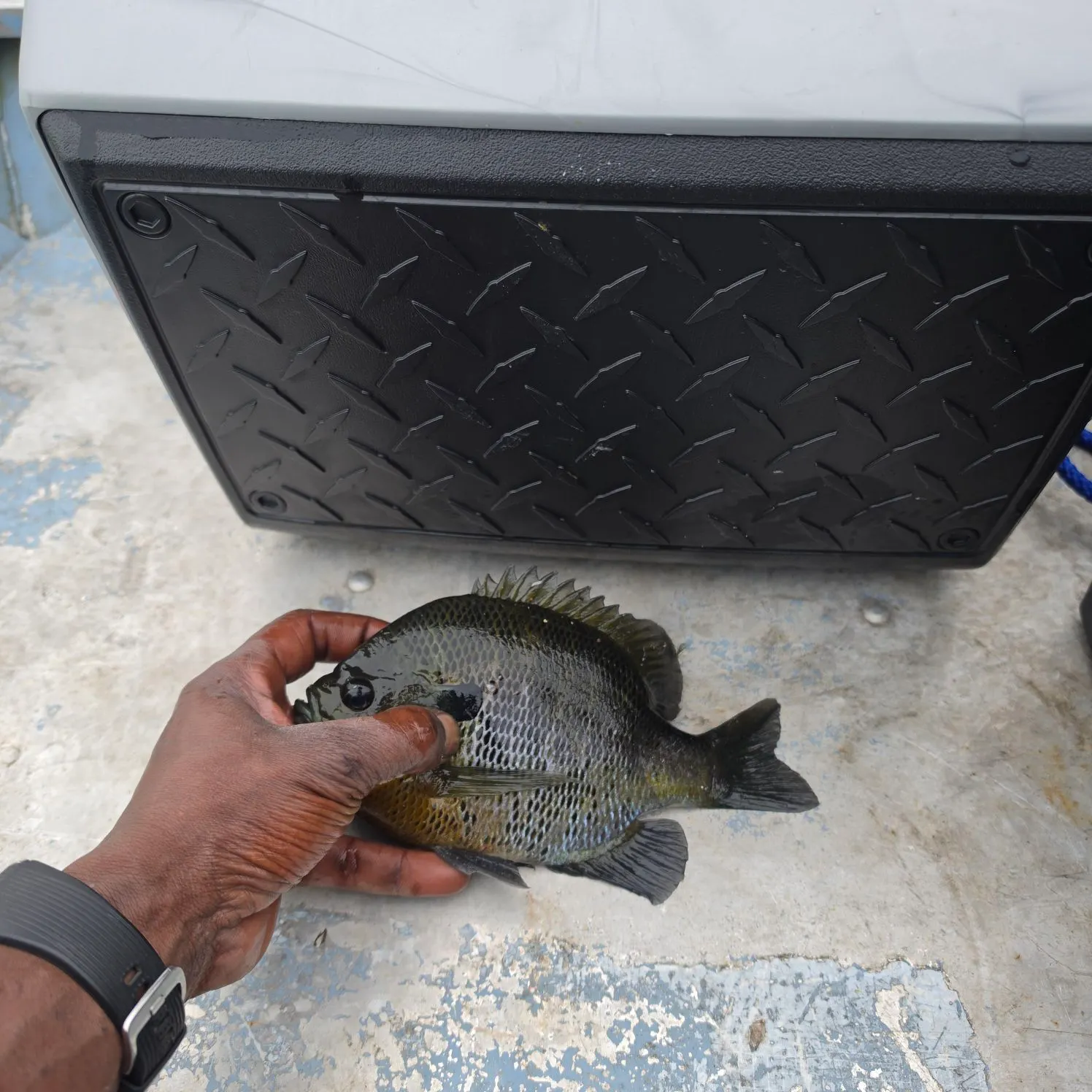 recently logged catches