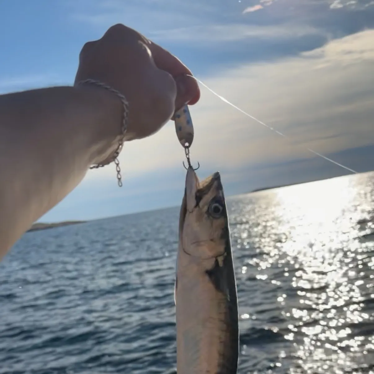 Atlantic mackerel caught on Fishbrain