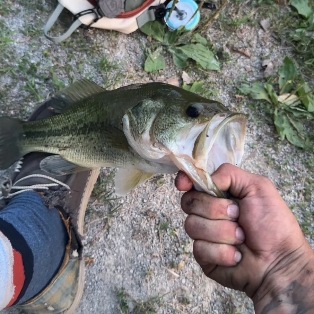Largemouth bass caught on Fishbrain