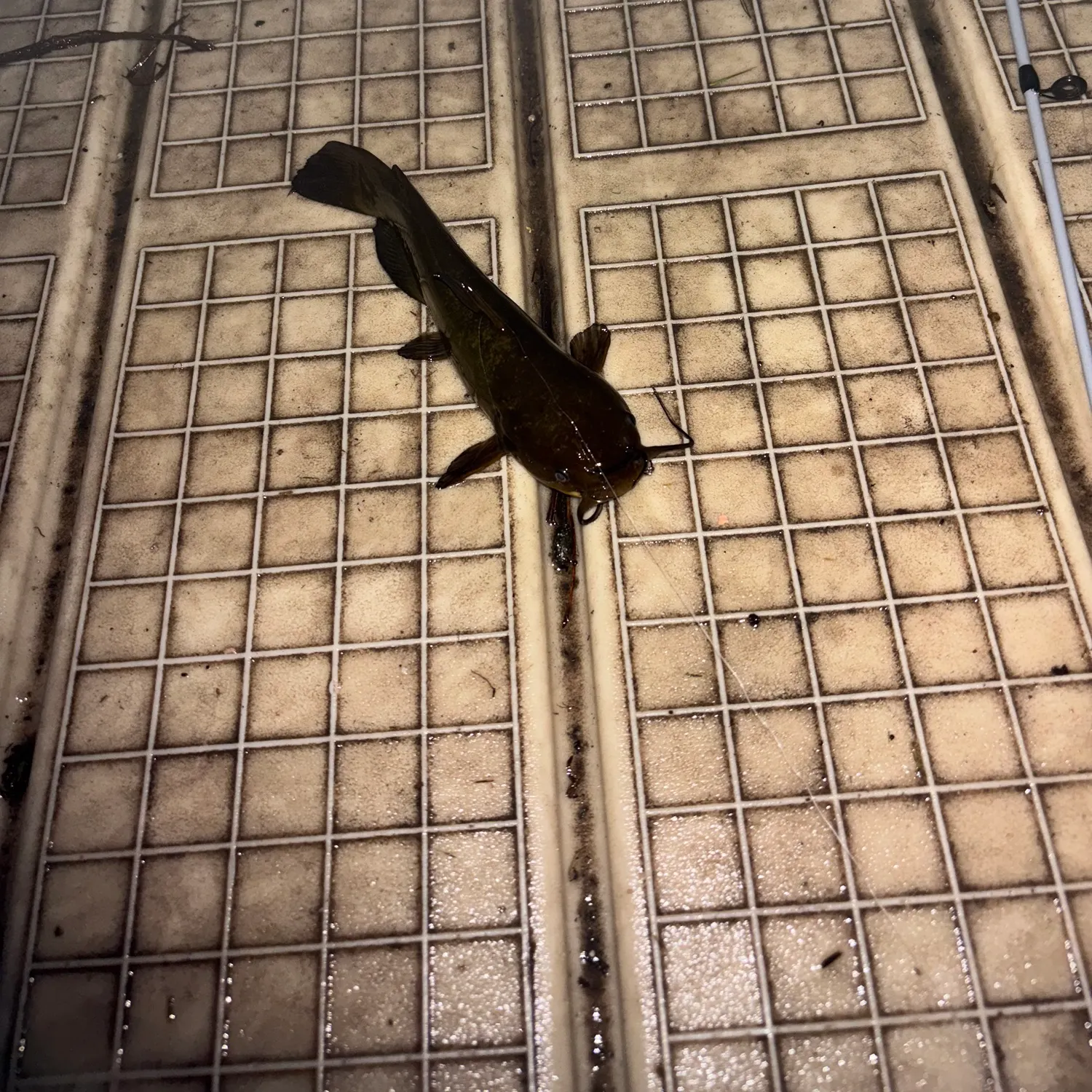 Black bullhead caught on Fishbrain
