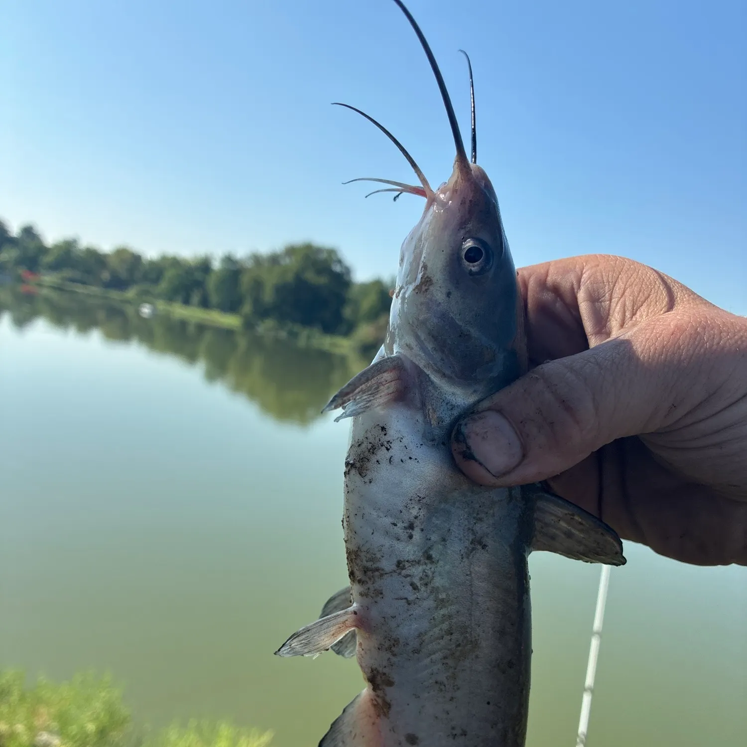 Channel catfish caught on Fishbrain