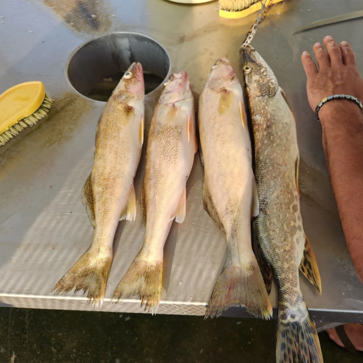 recently logged catches