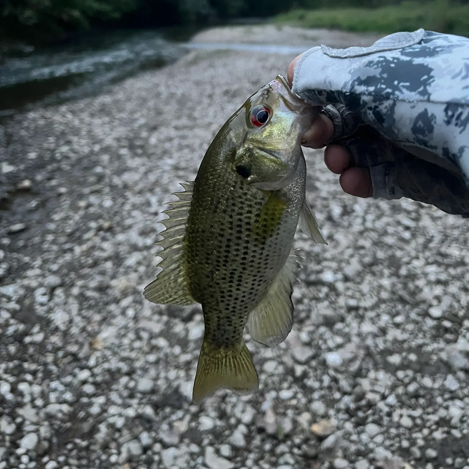 Rock bass caught on Fishbrain