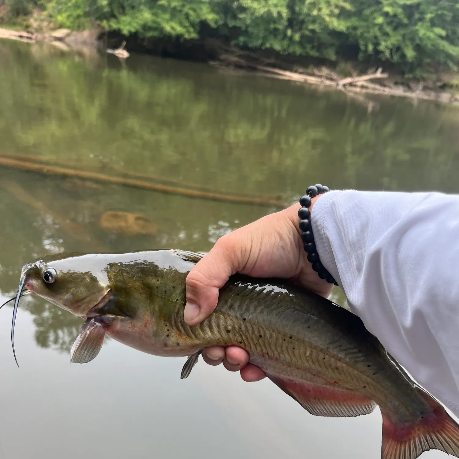 Channel catfish caught on Fishbrain