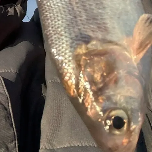 The most recent Lake whitefish catches on Fishbrain