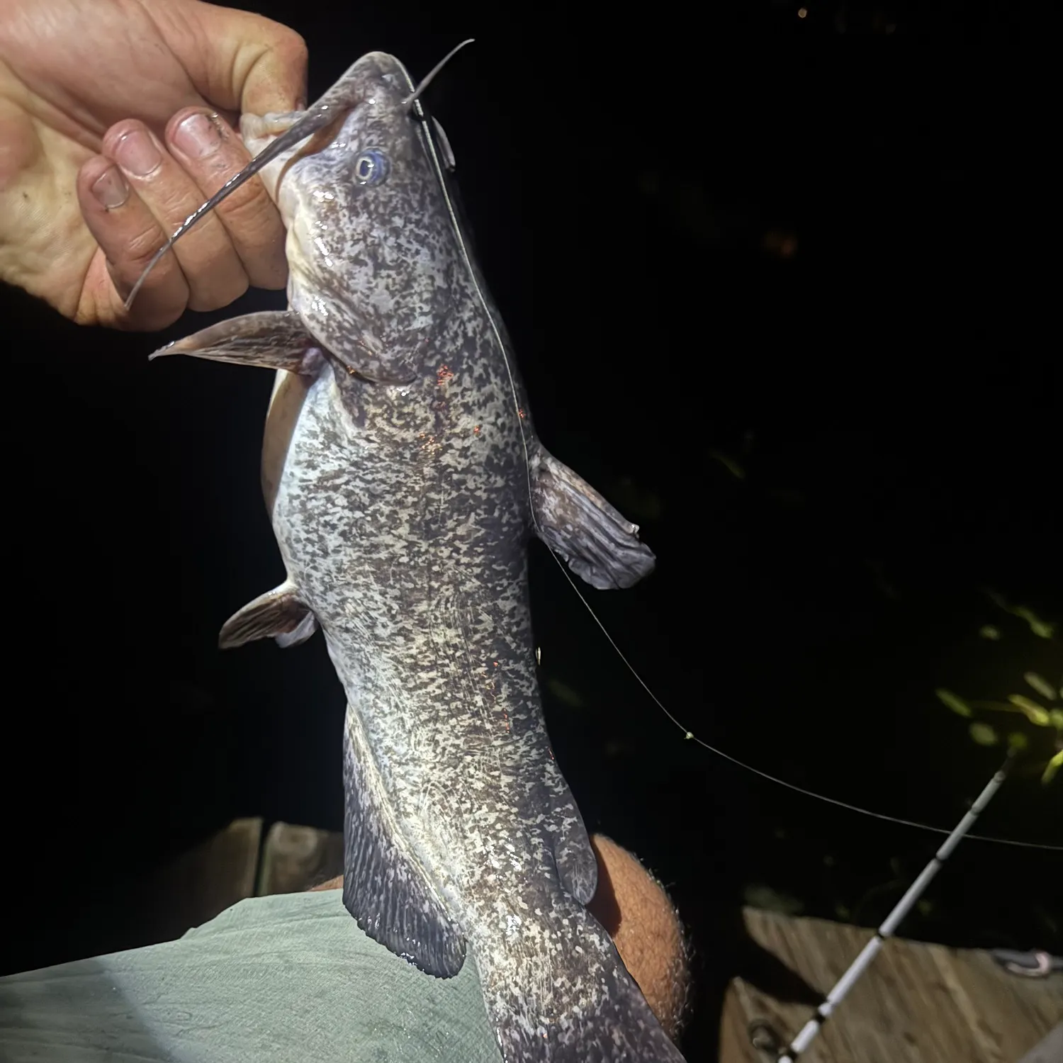 The most recent Spotted bullhead catches on Fishbrain