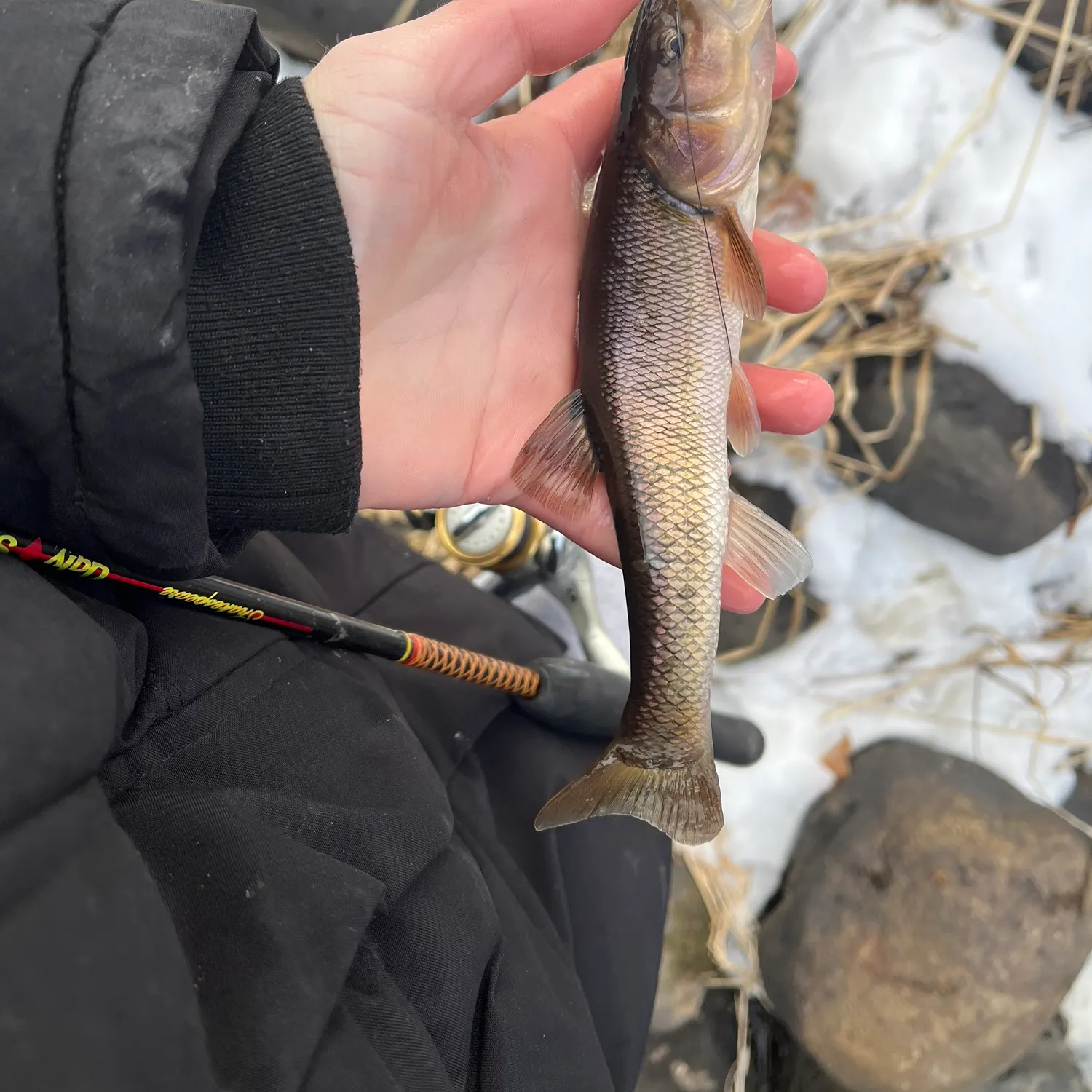 The most recent Creek chub catches on Fishbrain