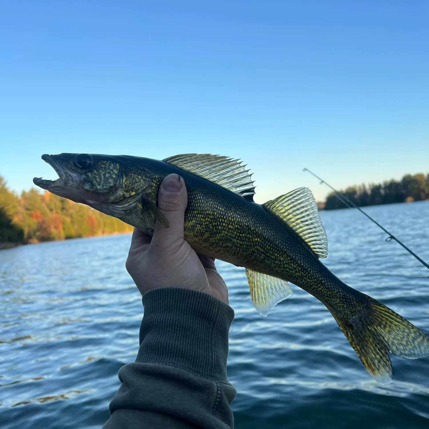 Walleye caught on Fishbrain