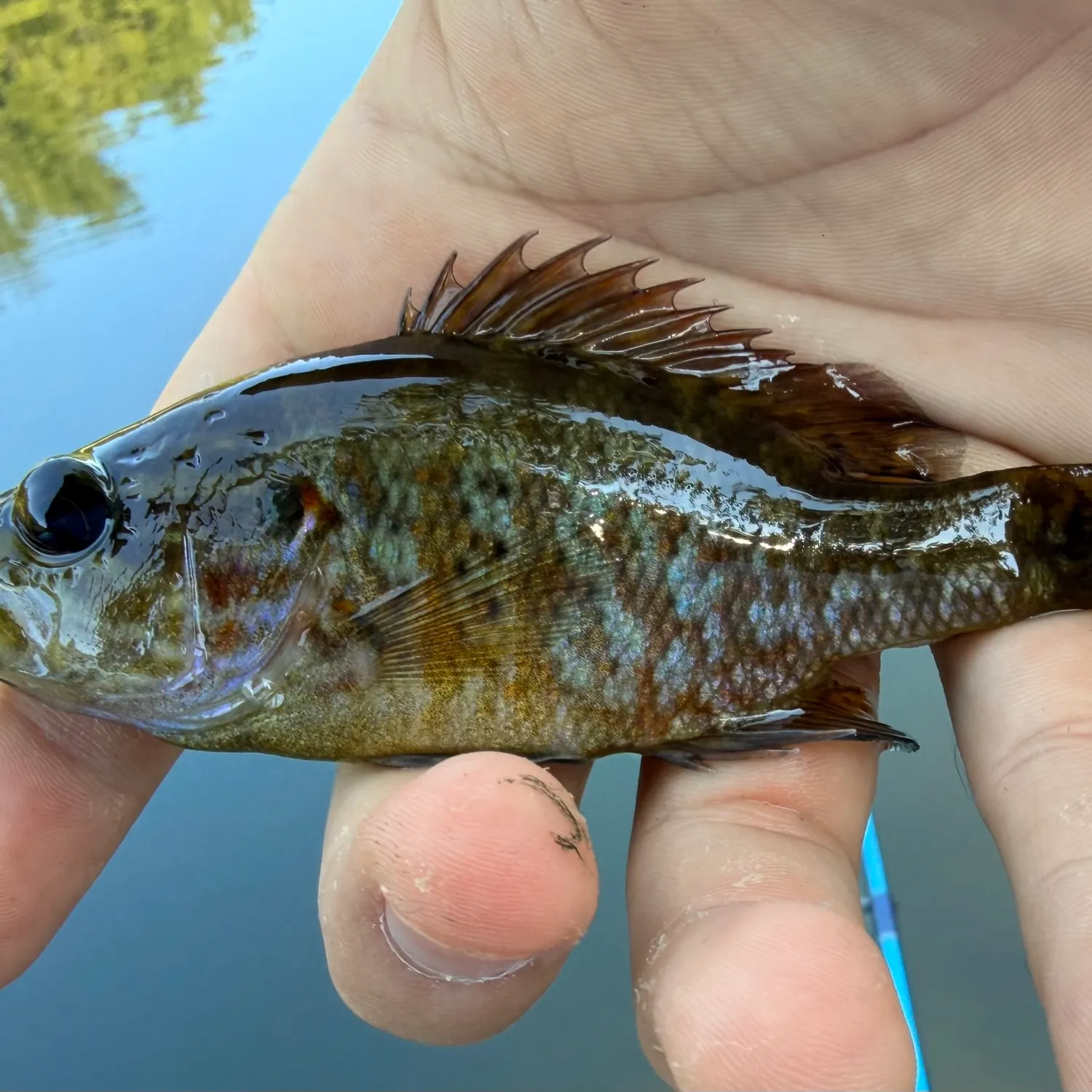 Warmouth caught on Fishbrain