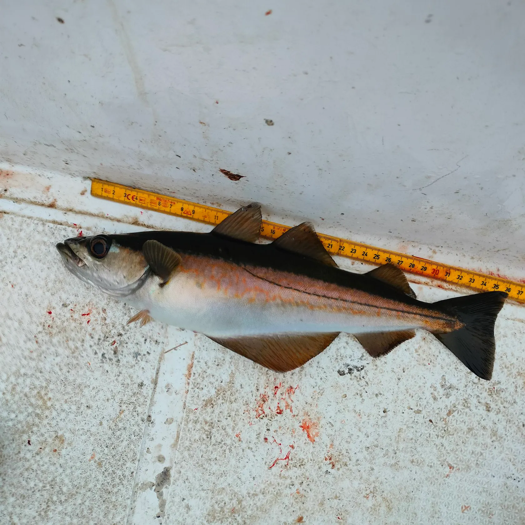 Pollack caught on Fishbrain