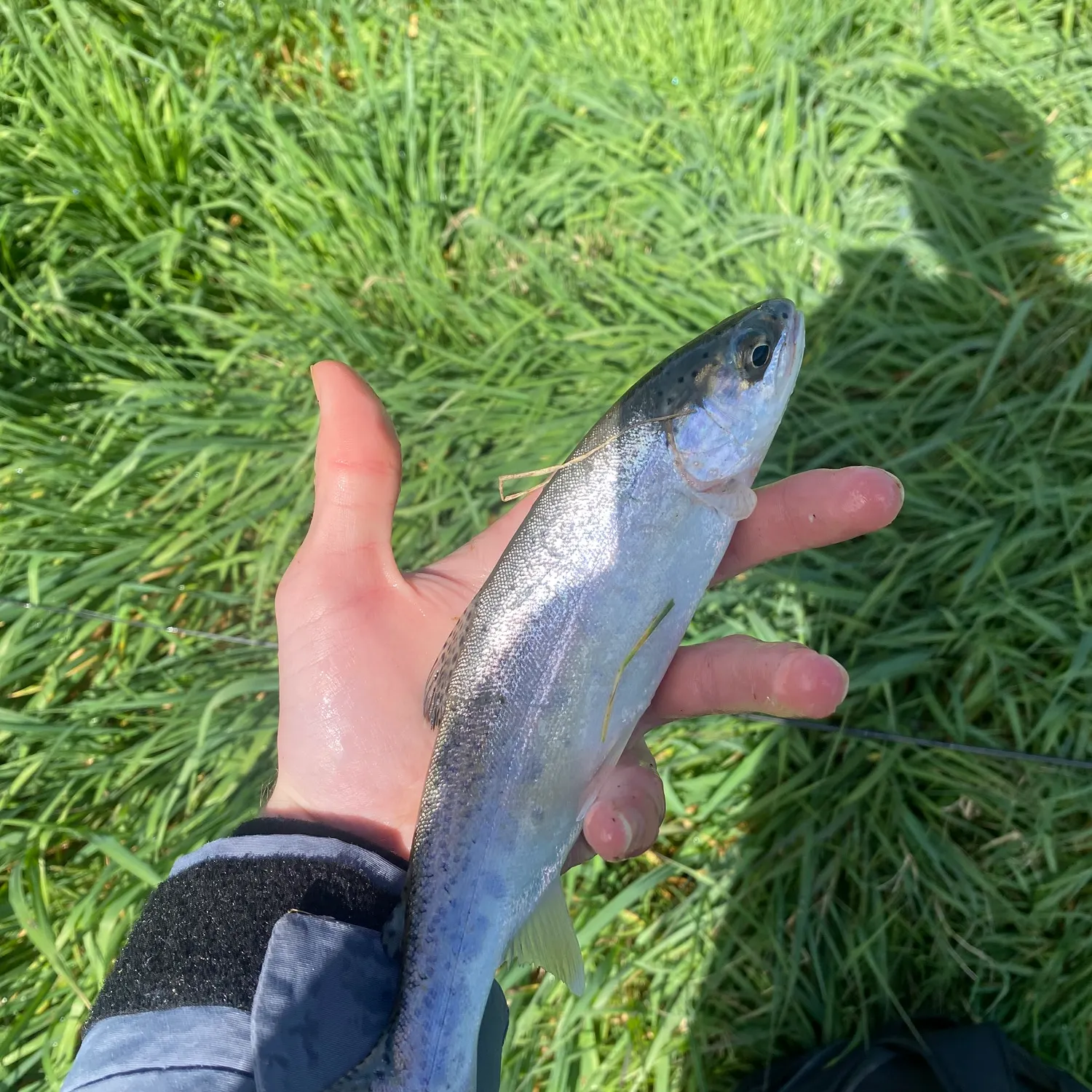 Rainbow trout caught on Fishbrain