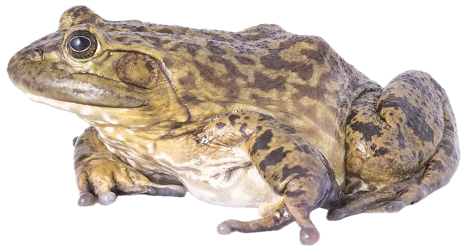 American bullfrog