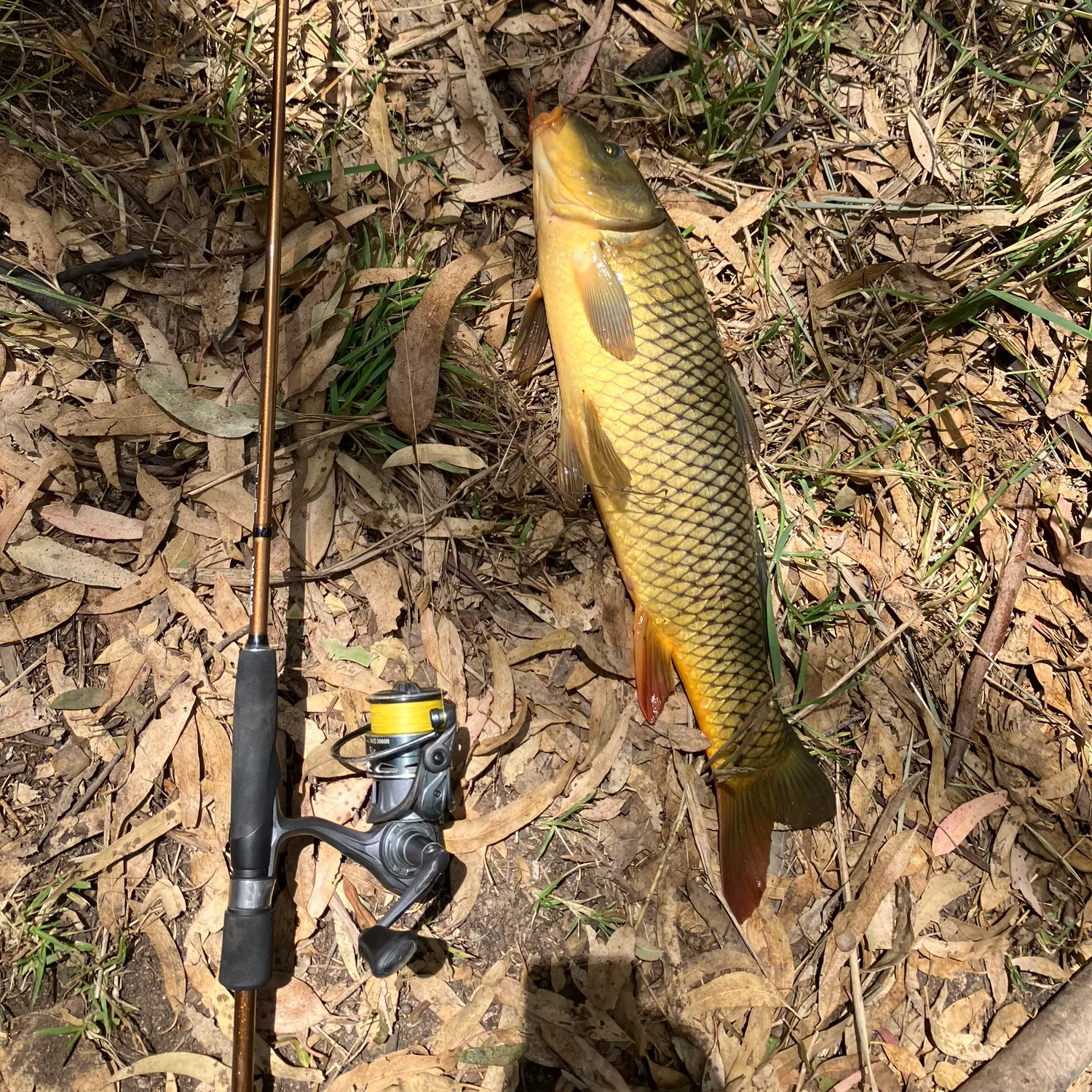 The most recent Common carp catches on Fishbrain