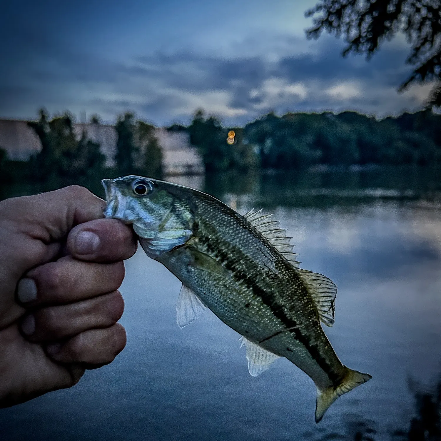 Spotted bass caught on Fishbrain