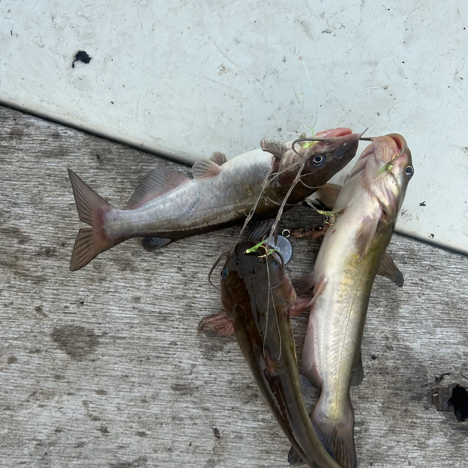 recently logged catches
