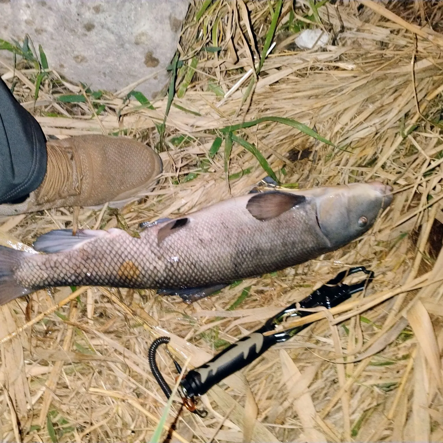 The most recent White sucker catches on Fishbrain