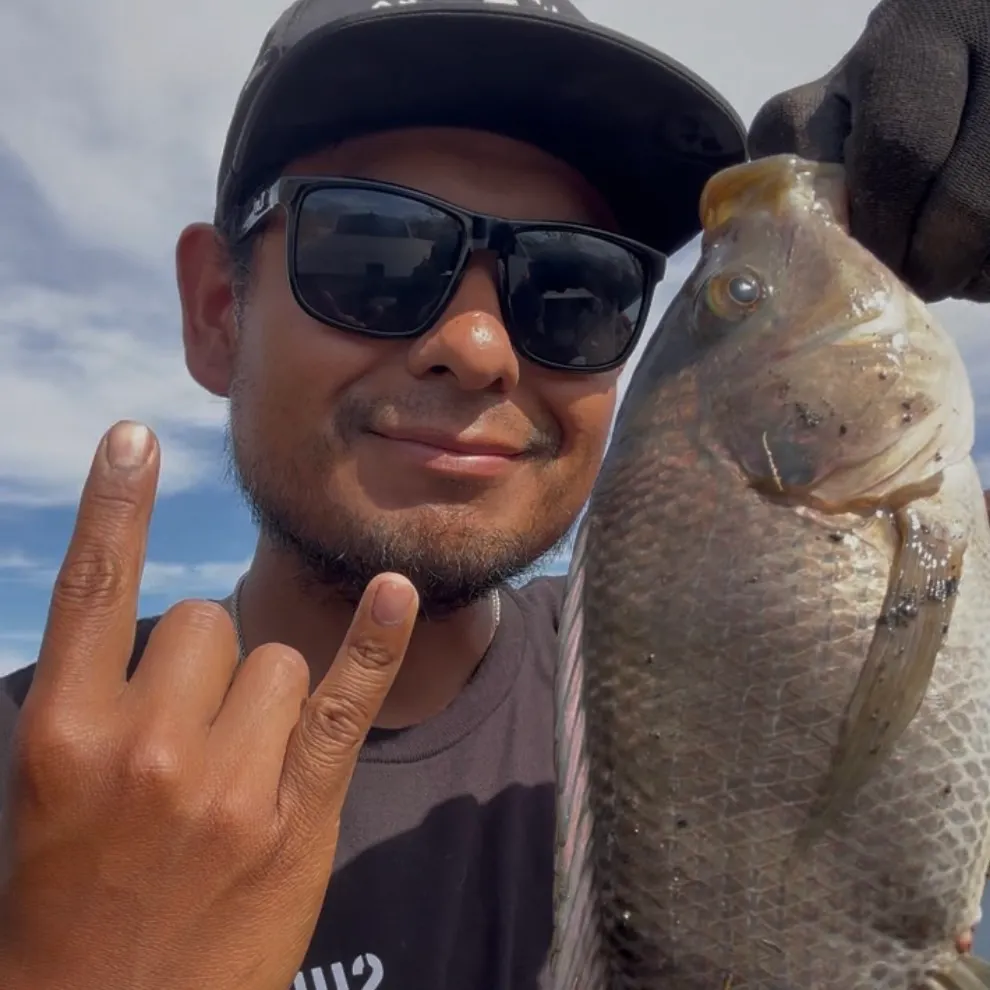 The most recent Nile tilapia catches on Fishbrain