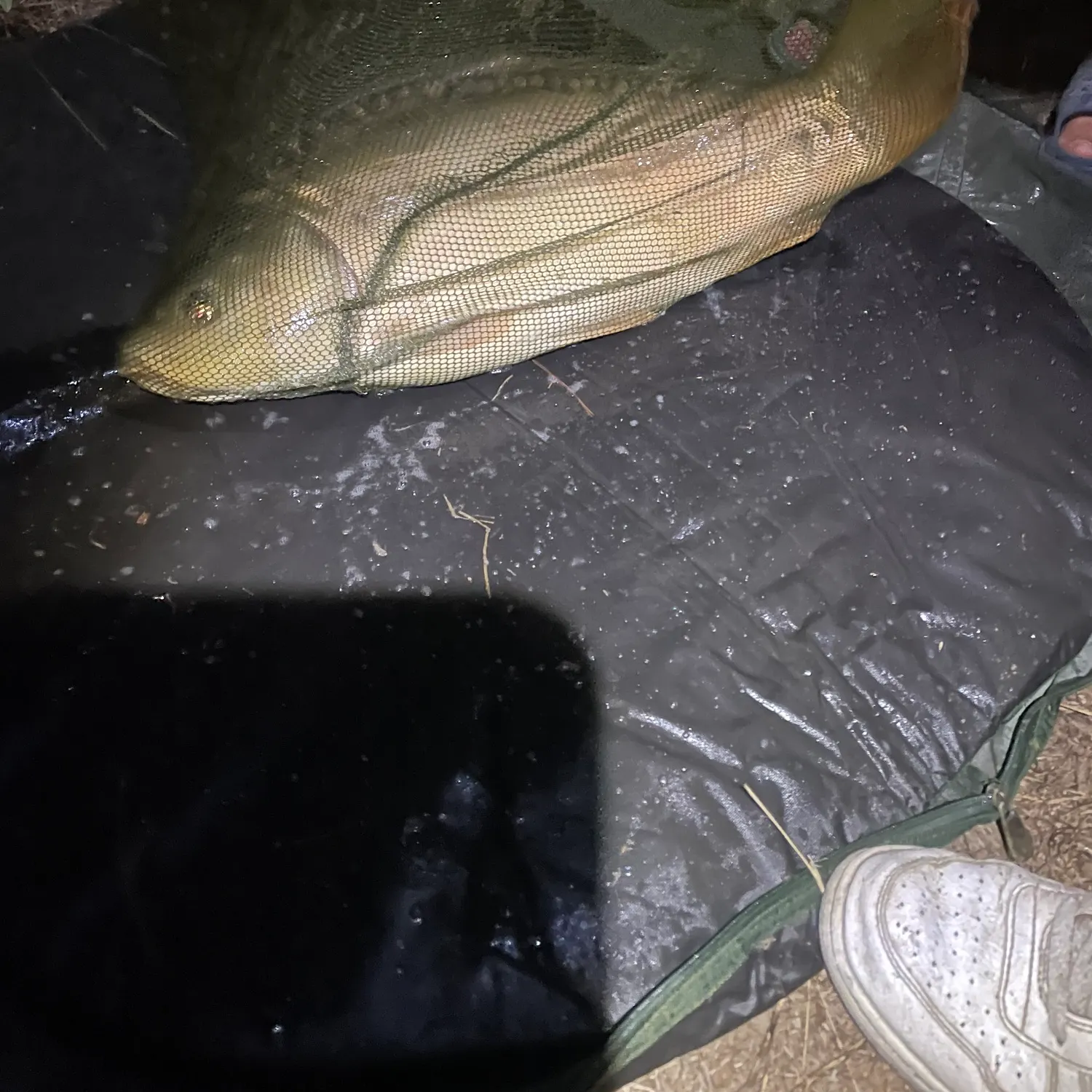 Mirror carp caught on Fishbrain
